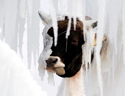 Dùng đầu bò tạo ra nghệ thuật kỳ lạ 