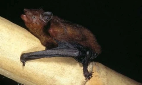 Phát hiện thú vị về loài thú nhỏ nhất Việt Nam