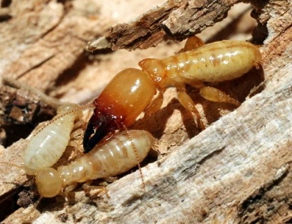 Truyền thuyết sởn gai về các loài động vật