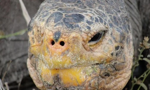 Những động vật hoảng hồn thoát khỏi họa tuyệt chủng