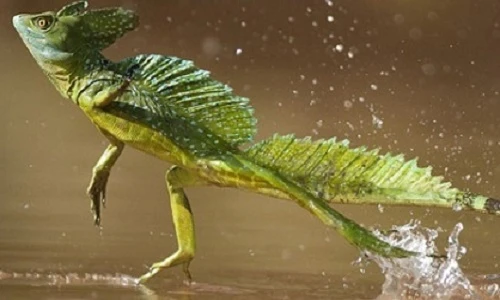 Bái phục khinh công trên mặt nước của những "cao thủ" động vật này