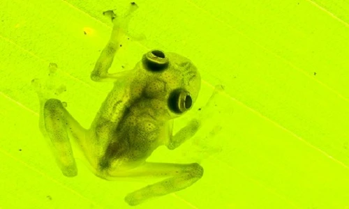 Ảnh cực đẹp của những loài lưỡng cư cực hiếm