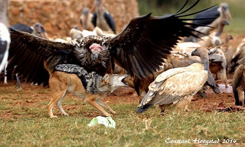 Chó rừng đi ăn cướp, bị bầy kền kền đánh tả tơi