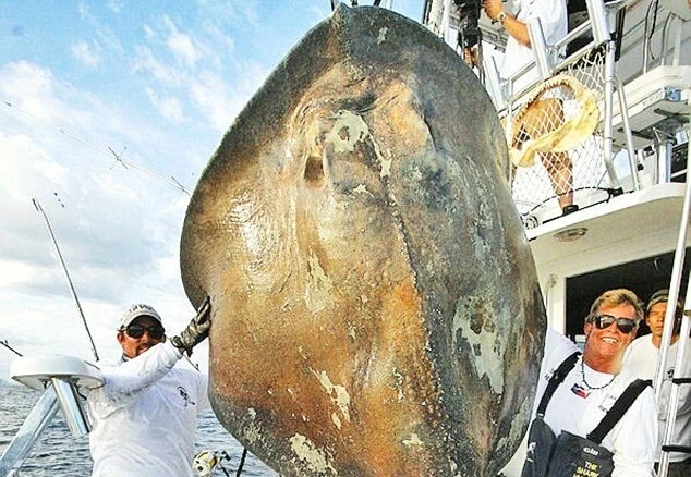 Tận mục cá đuối quái dị 360 kg vừa bị chinh phục