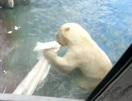 Kinh hãi cảnh gấu xé nát chim công ăn thịt