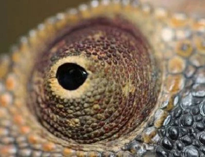 Những đôi mắt siêu nhân của động vật