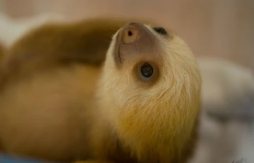 Dáng vẻ ngây thơ, nhưng những động vật này kỳ quái “số 1“