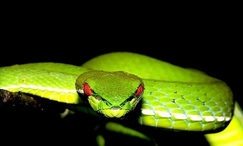 8 loài rắn săn mồi ban đêm gây kinh khiếp nhất