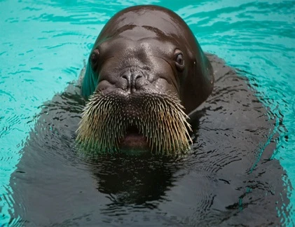 10 loài có khả năng phồng, xẹp cơ thể kỳ quái