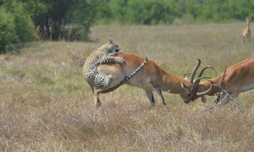Cảnh báo săn mồi đầy sát khí trên đồng cỏ