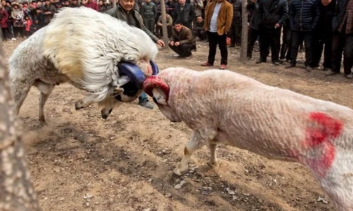 Tàn khốc cảnh cừu chọi nhau bay cả sừng ở Trung Quốc 