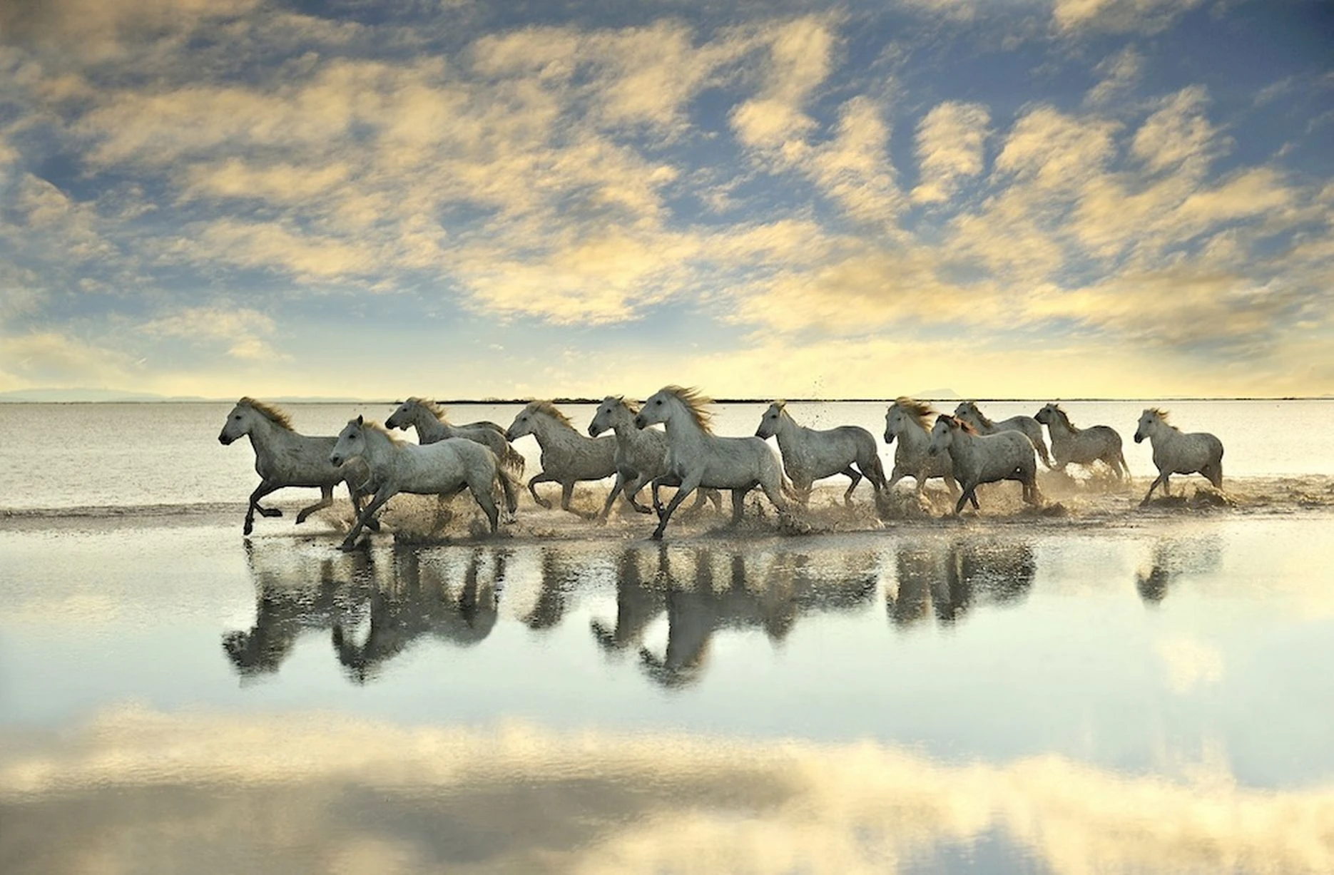 Ảnh tuyệt mỹ về đàn ngựa trắng vùng vẫy trên sóng nước