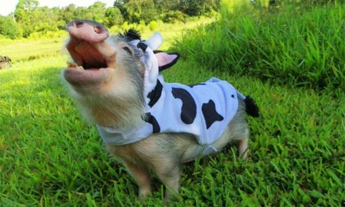 Nàng lợn chơi piano làm dân mạng “phát cuồng“