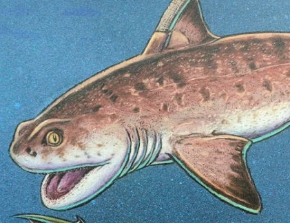 Loài cá mập có răng bất thường trên môi