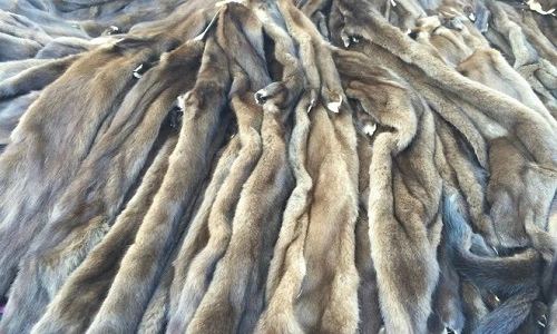 Xót xa cảnh hàng vạn bộ lông chồn chất đống lên nhau