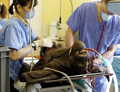 Tận mục ca phẫu thuật chữa viêm xoang cho đười ươi