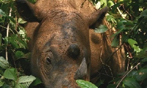 9 loài “của hiếm” nhất hành tinh 