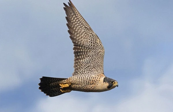 Cận cảnh chim kỷ lục gia bay... vô cùng dai sức