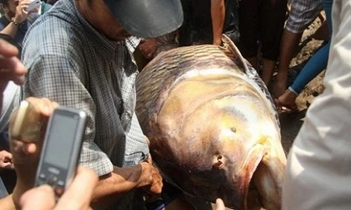 Top “thủy quái” khủng sa lưới ngư dân Việt Nam