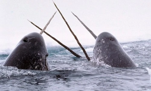 Những động vật “anh hùng” giúp người giải cứu Trái đất