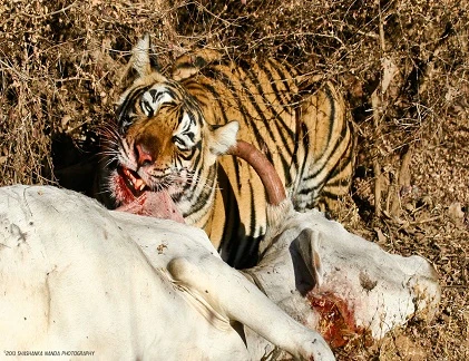 Quái chiêu săn mồi đẫm máu của chúa sơn lâm (5)