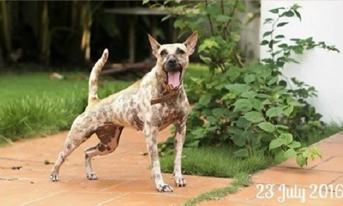 Chú chó bị hoại tử mõm ở Bến Tre giờ ra sao?