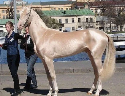 10 giống ngựa đẹp nhất hành tinh 