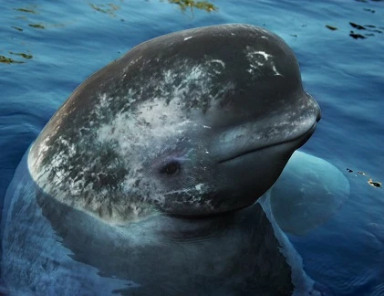 Quái thú sinh ra bởi biến đổi khí hậu