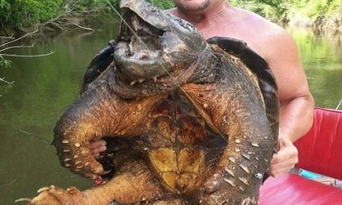 Bắt được thủy quái hình thù xấu xí đến khó tin