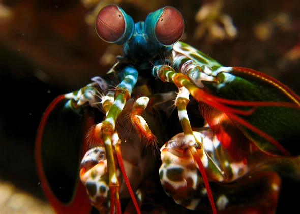 Những quái thú có thể khiến bạn "chết khiếp"