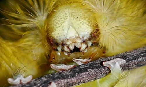 10 loài côn trùng khiến người ta sởn gai ốc