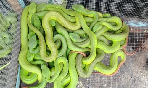 Khoảnh khắc sinh tử động vật phải đối diện khi sinh con