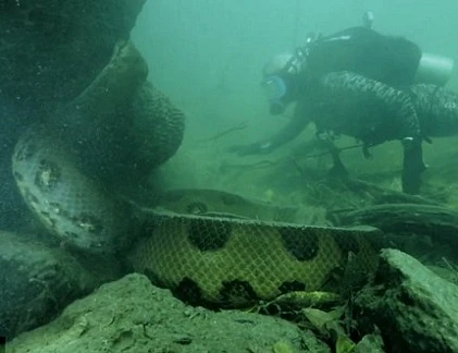 Kinh hãi cảnh mặt đối mặt với quái trăn khổng lồ