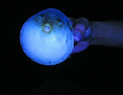 Cận cảnh sát thủ tròn vo, biết cắn người ở Việt Nam