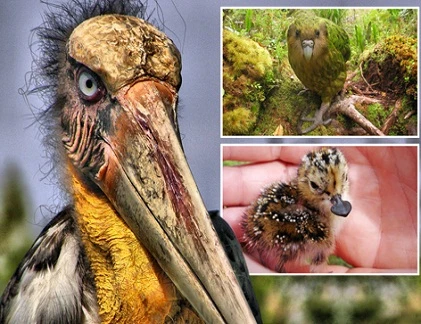 Điểm mặt những quái chim có nguy cơ tuyệt chủng