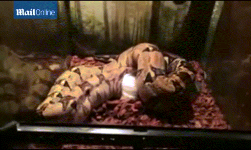 Cảnh con trăn hành hạ, giết chết con mồi. Cảnh con trăn hành hạ, giết chết con mồi.