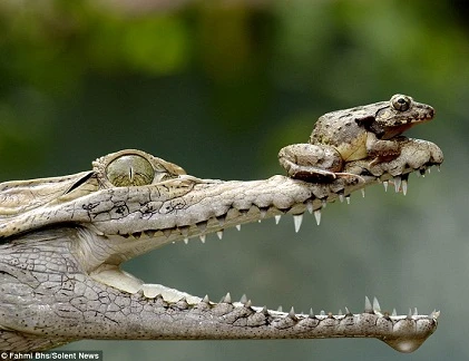 Cóc táo tợn du ngoạn trên đầu sát thủ đầm lầy