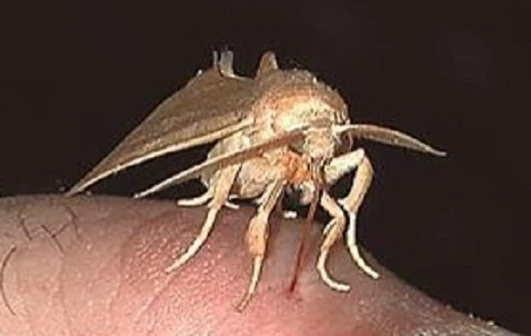 Chân dung đáng sợ của bướm “ma cà rồng"