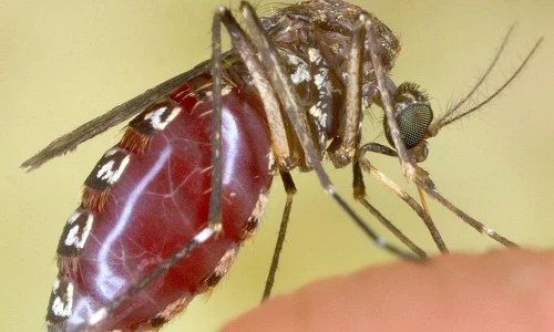 Khiếp sợ loài muỗi khổng lồ có cú chích máu thấu xương