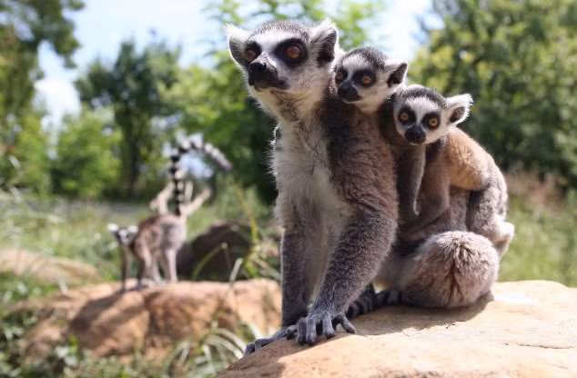 "Càng nhìn càng yêu" tình mẫu tử ấm áp các loài động vật