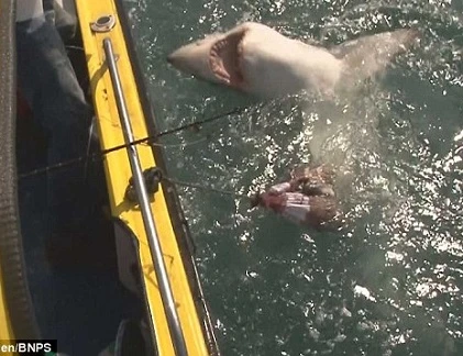 Câu được cá mập khủng ngoài bãi biển du lịch