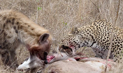 Màn săn linh dương đẫm máu của báo đốm và linh cẩu
