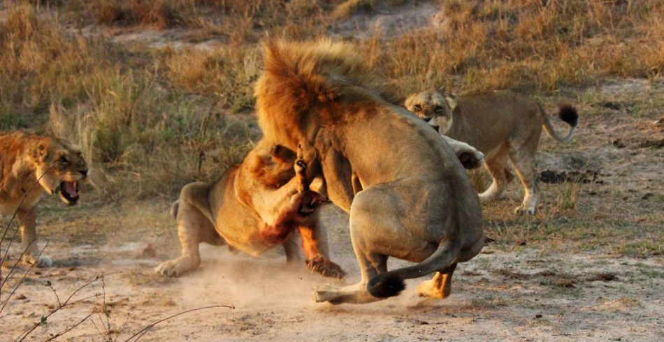 Sư tử hỗn chiến “long trời lở đất“