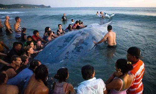 Cá voi xanh khổng lồ chết thảm dù được cứu