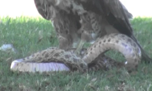Rắn hổ mang chúa giãy giụa trong nanh vuốt đại bàng