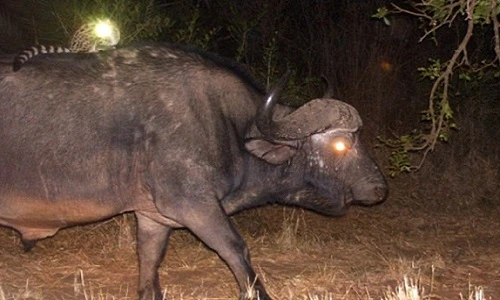 Ảnh hiếm: Cầy tí hon cưỡi đầu cưỡi cổ các “quái thú“