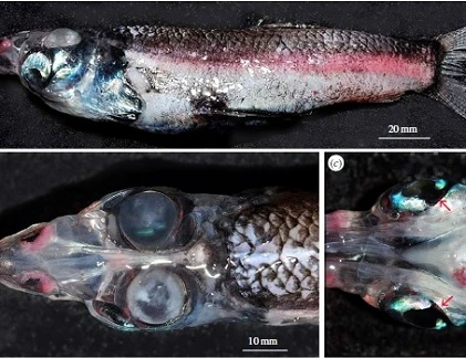 Kỳ quái loài cá giống sinh vật ngoài hành tinh