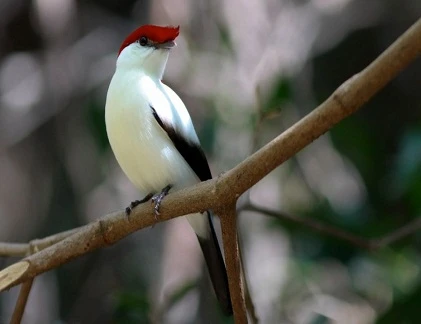 Ngắm những loài chim sắp tuyệt chủng trên thế giới