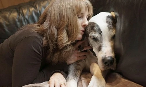 Xúc động ảnh người tiễn biệt thú cưng lìa đời