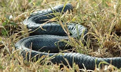 Điểm mặt sát thủ săn mồi nguy hiểm nhất thế giới